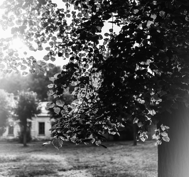 El árbol vibrante blanco y negro deja el telón de fondo del fondo del bokeh de la fuga de luz