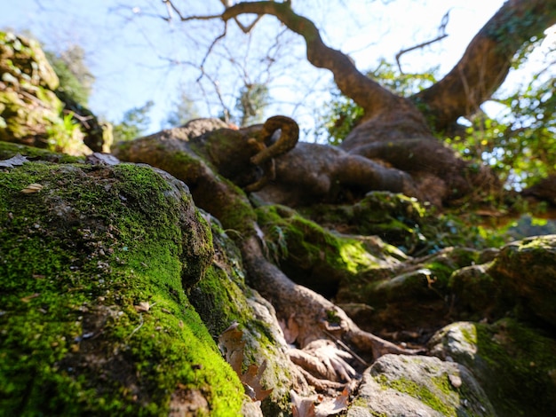 Un árbol viejo con raíces de musgo