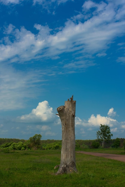 Un árbol viejo sobre un fondo verde