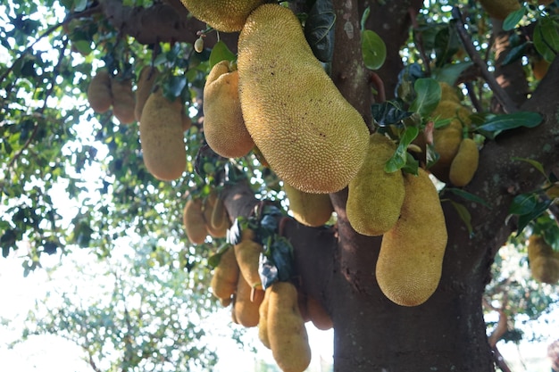 Árbol de yaca con una gran cantidad de yaca colgando