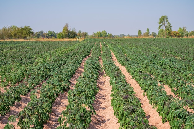 El árbol de yuca en los campos de yuca en la temporada de lluvias tiene vegetación y frescura Muestra la fertilidad del suelo fondo verde del árbol de yuca