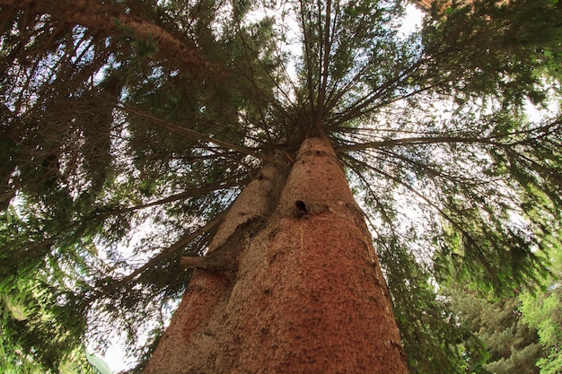 árbol