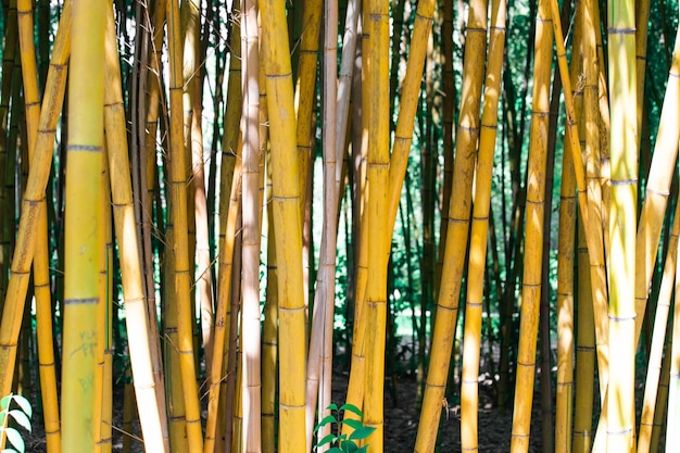 Arboleda de bambú cerca de fondo.