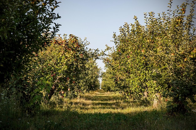 Arboleda de manzanas Una hilera de árboles con manzanas en las ramas.