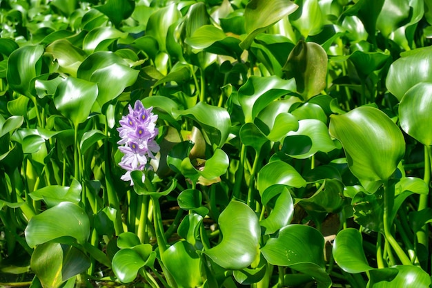 Arboleda Matanzas, paseo en bote por el río yumuri, imágenes de todo el lugar