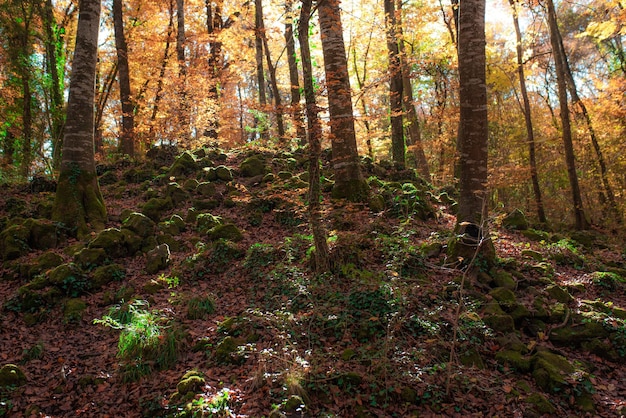 Arboleda de otoño con hojas de naranja y musgo Fageda den Jorda hayedo