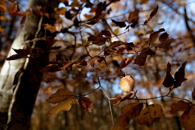 Arboleda de otoño con hojas de naranjo Fageda den Jorda hayedo