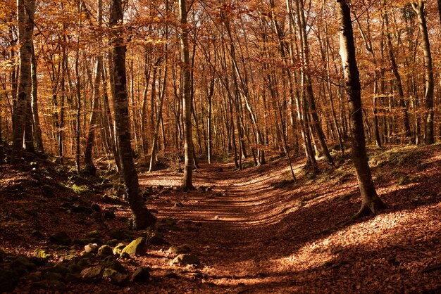 Arboleda de otoño con hojas de naranjo Fageda den Jorda hayedo