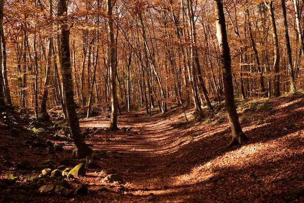 Arboleda de otoño con hojas de naranjo Fageda den Jorda hayedo