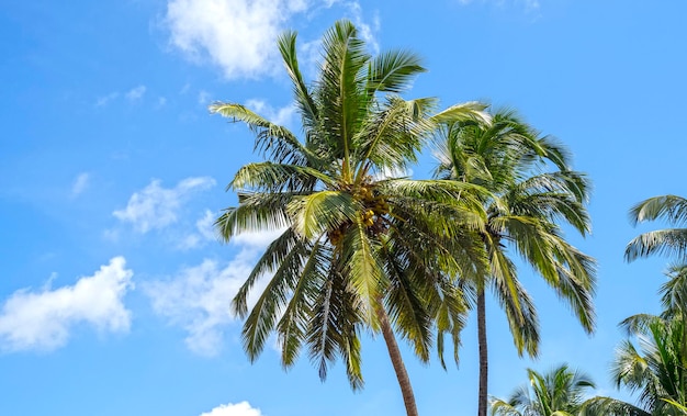 Arboleda de palmeras cocoteros y cielo azul durante el cálido día soleado