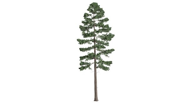 árboles 3D sobre un fondo blanco