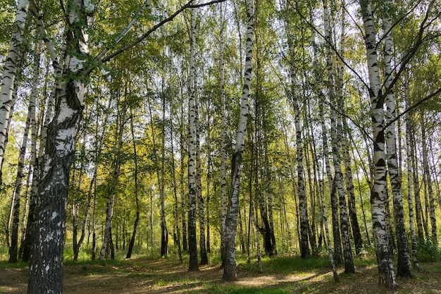 Árboles de abedul en el parque de otoño