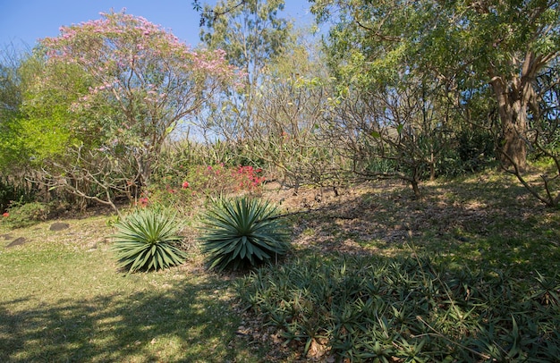árboles africanos verdes y vegetación en Mauricio