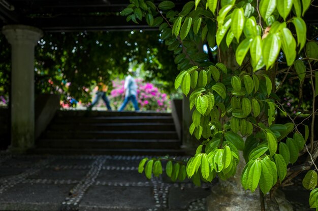 Foto Árboles por el agua