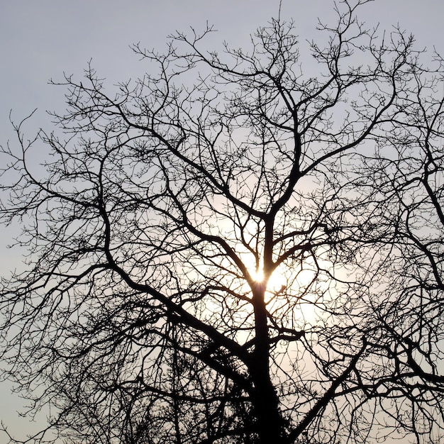 árboles al atardecer