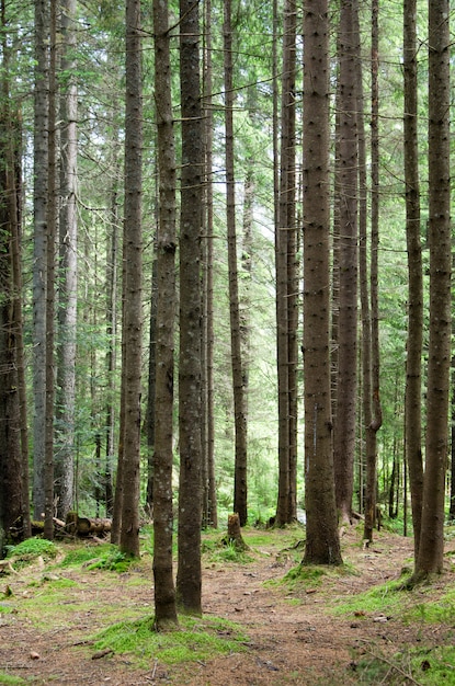 árboles altos del bosque