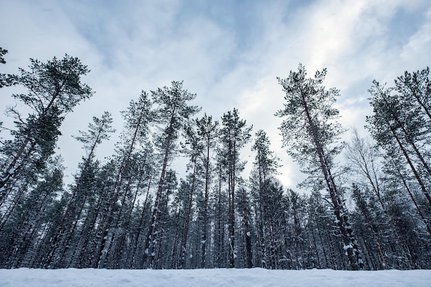 Foto Árboles altos cubiertos de nieve en invierno sombrío