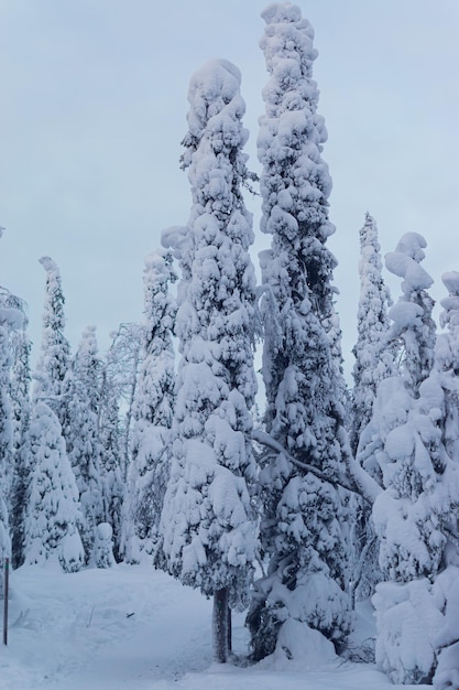 árboles altos cubiertos de nieve en Laponia, Finlandia