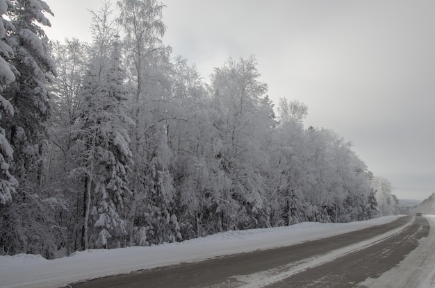 árboles altos cubiertos de nieve