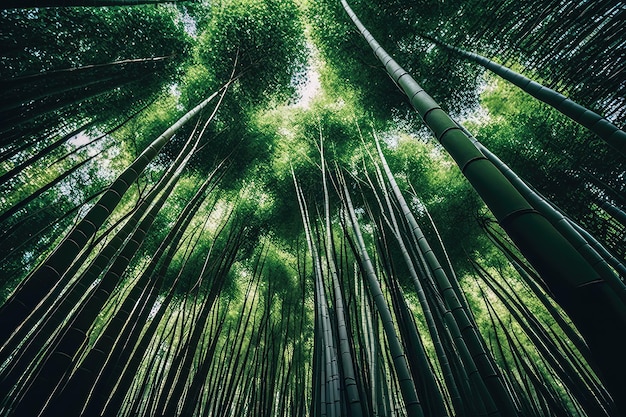 Árboles altos majestuosos con hojas verdes frescas y tallos de bambú delgados