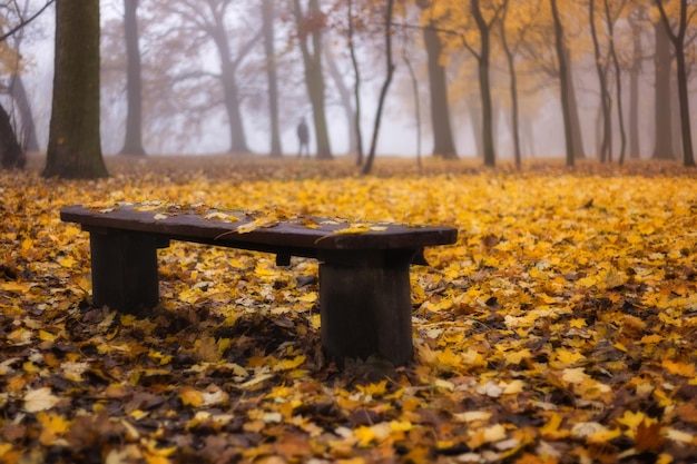 Árboles amarillos en el parque durante el otoño