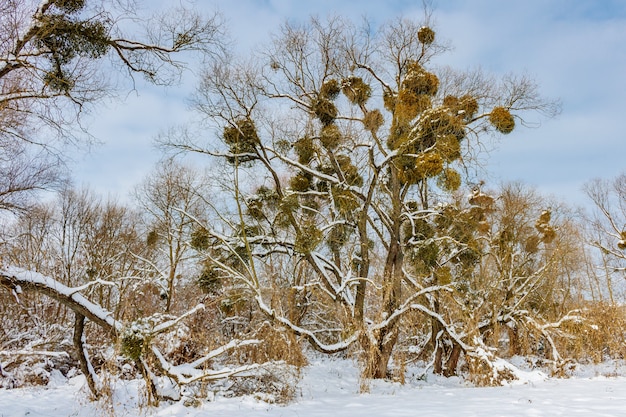 Árboles y arbustos cubiertos de nieve contra el cielo nublado en día de invierno