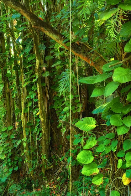 Foto Árboles y arbustos en un exuberante bosque verde en hawái, ee. uu. bosques mágicos con belleza en la naturaleza hermosos y misteriosos y tranquilos al aire libre mañana tranquila en una selva tropical pacífica con vegetación vibrante