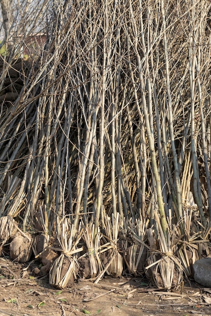 Foto Árboles de arce de raíces desnudas en un centro de jardinería para la plantación