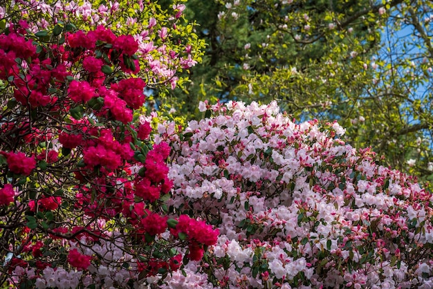Los árboles de azaleas y rododendros rodean el camino en primavera