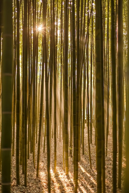 Foto Árboles de bambú en el bosque