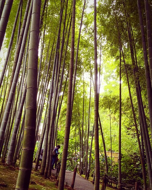 Foto Árboles de bambú en el bosque