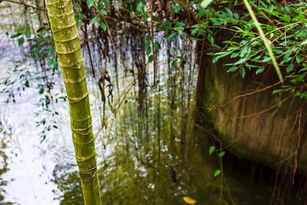 Los árboles de bambú de hoja perenne crecen en la orilla del río que refleja el bosque