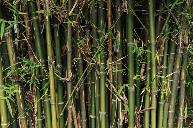 Arboles de bambú