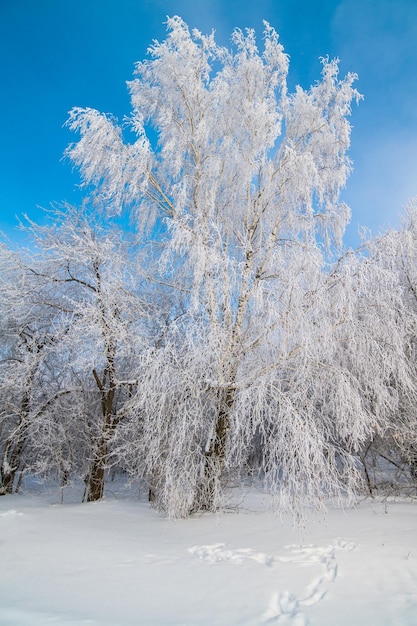 árboles blancos como la nieve se paran en la nieve contra el cielo azul