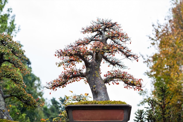 Foto Árboles bonsai de hoja caduca en el parque.