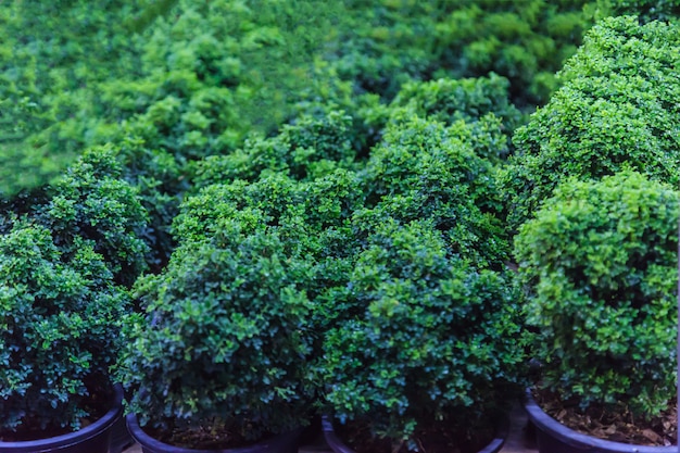 Foto Árboles bonsáis jóvenes enanos verdes y arbustos en macetas para jardín ornamental