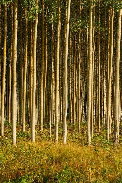 Foto Árboles en el bosque como fondo natural