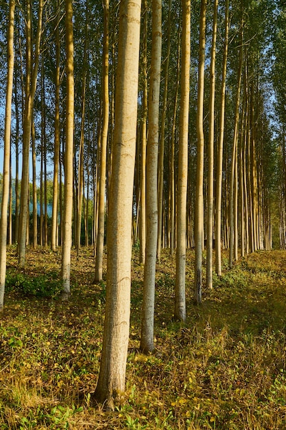 Foto Árboles en el bosque como fondo natural