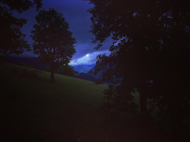 Árboles en el bosque contra el cielo por la noche