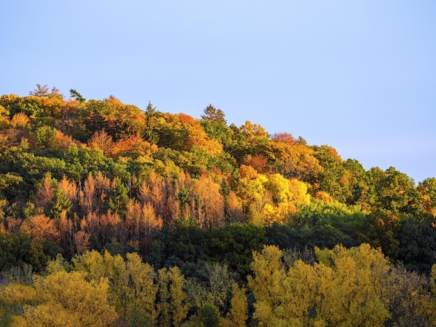 Foto Árboles en el bosque contra el cielo durante el otoño