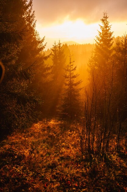 Foto Árboles en el bosque contra el cielo durante la puesta de sol