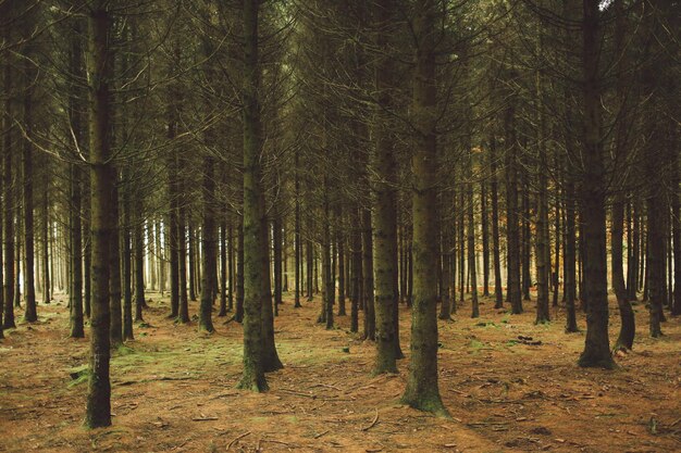 Foto Árboles en el bosque contra el cielo