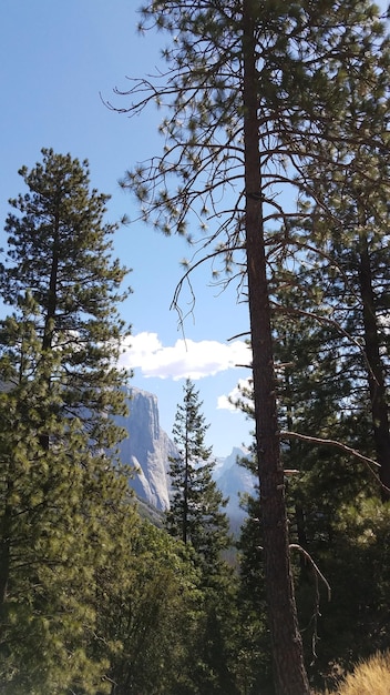 Foto Árboles en el bosque contra el cielo