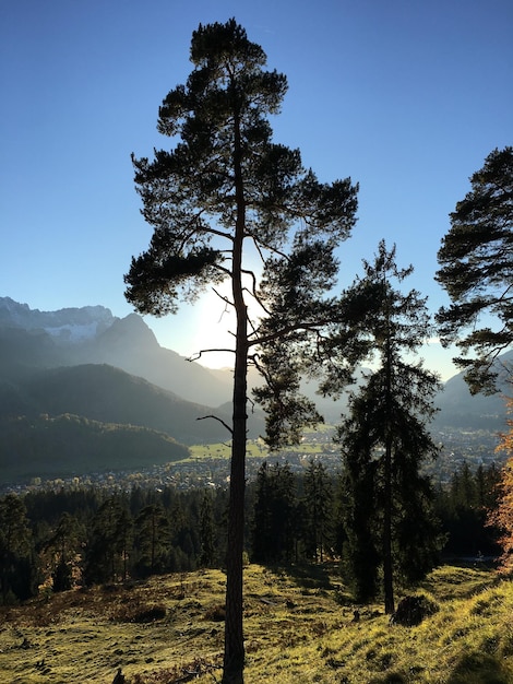 Foto Árboles en el bosque contra el cielo