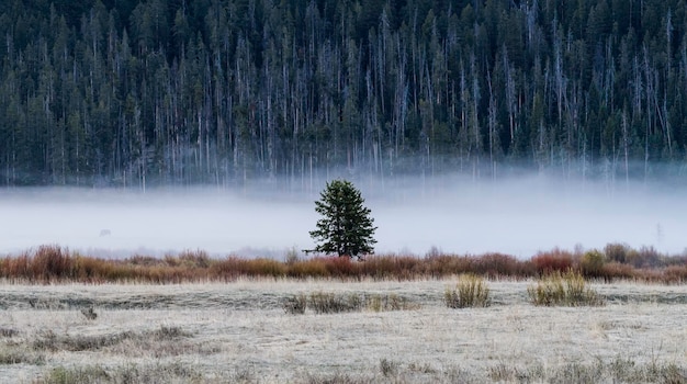 Árboles en el bosque contra el cielo