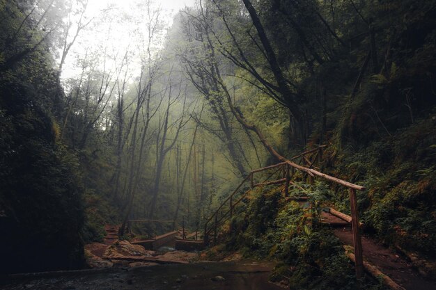 Foto Árboles en el bosque contra el cielo