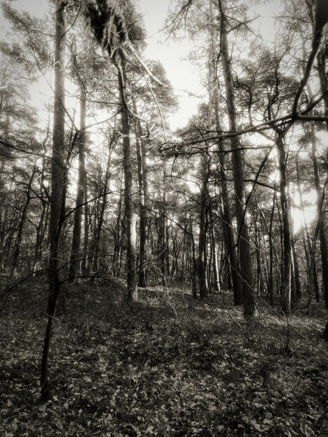 Árboles en el bosque contra el cielo