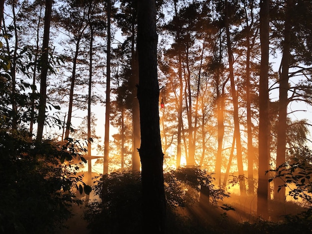 Foto Árboles en el bosque contra el cielo