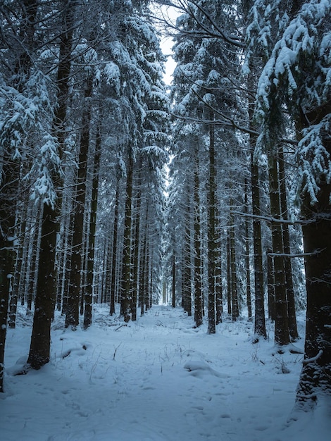 Árboles en el bosque cubierto de nieve