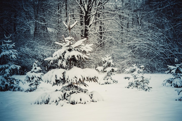 Los árboles del bosque cubiertos de nieve por la noche en invierno